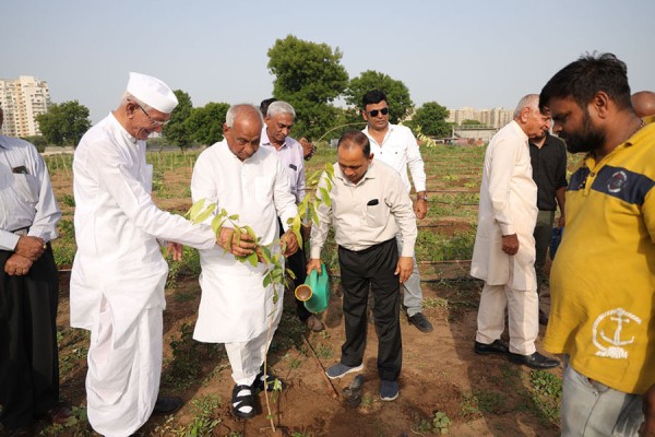 World environment Day Tree plantation