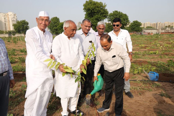 World environment Day Tree plantation