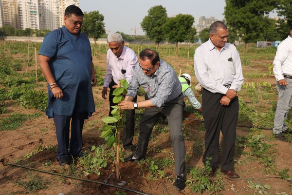 World environment Day Tree plantation