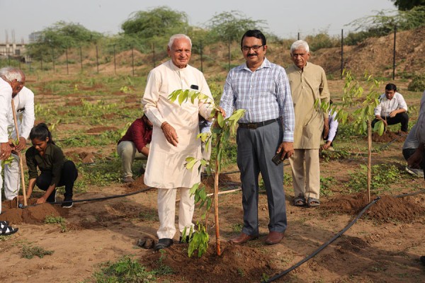 World environment Day Tree plantation