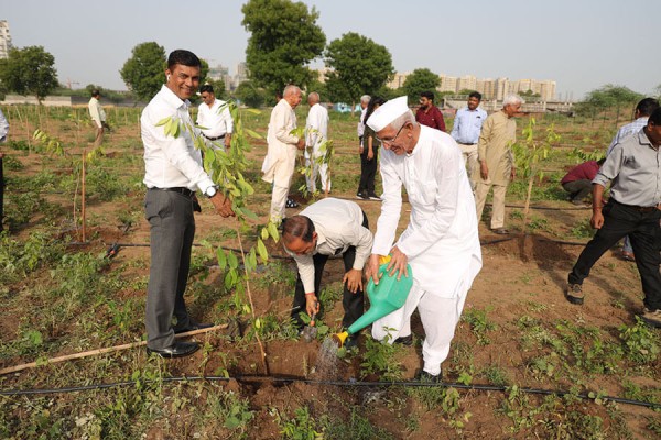 World environment Day Tree plantation