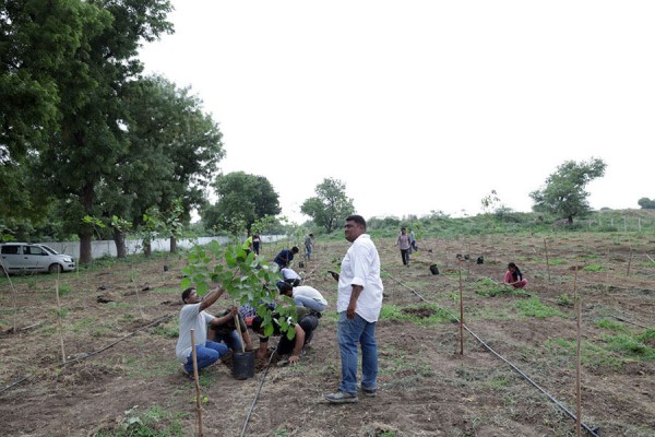 the tree plantation event day