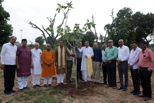 Tree Plantation Program